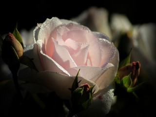 Hình hoa hồng đẹp